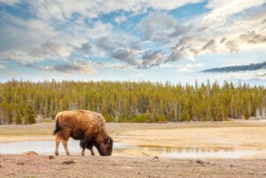 Grazing buffalo in front of pine forest |Ranch Vacations: A Classic Experience for a Modern World | Romeo Bravo Software