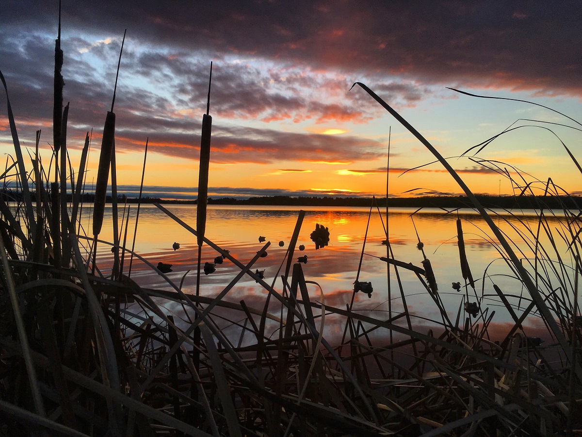 Morning duck hunt in Ontario