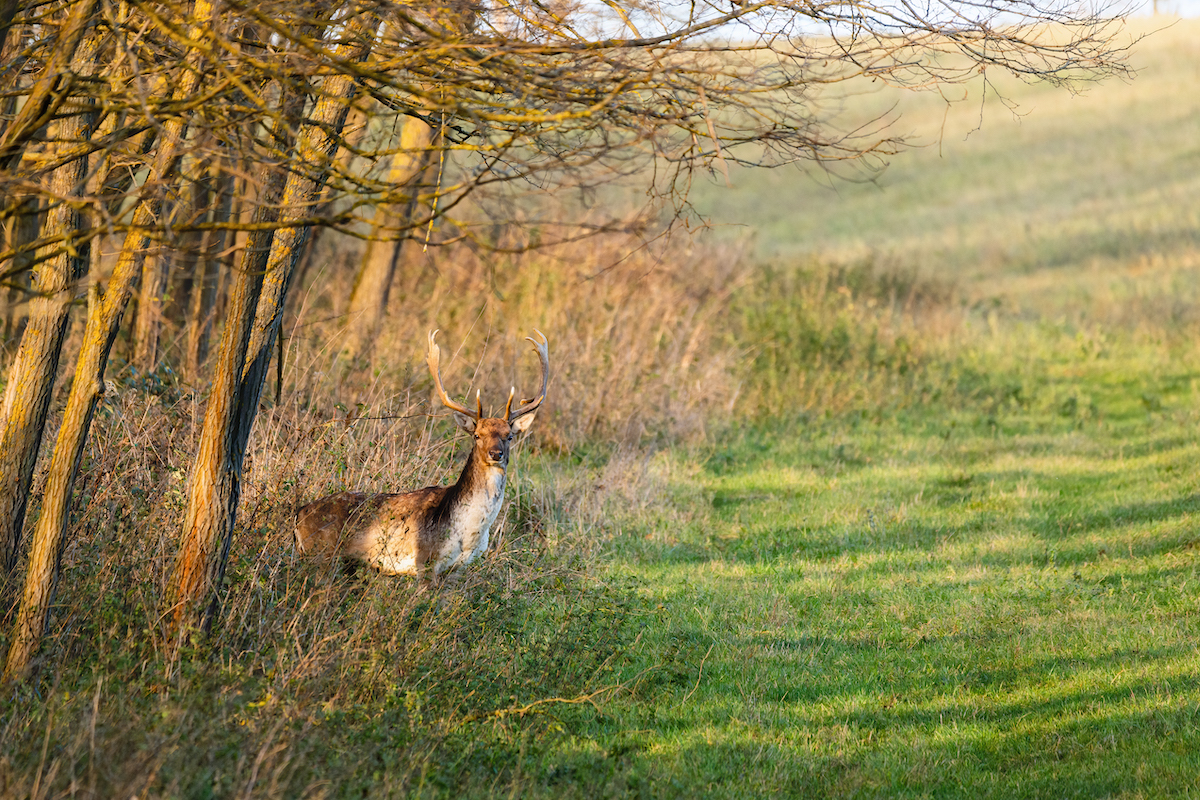 A deer steps out of the forest into a clearing