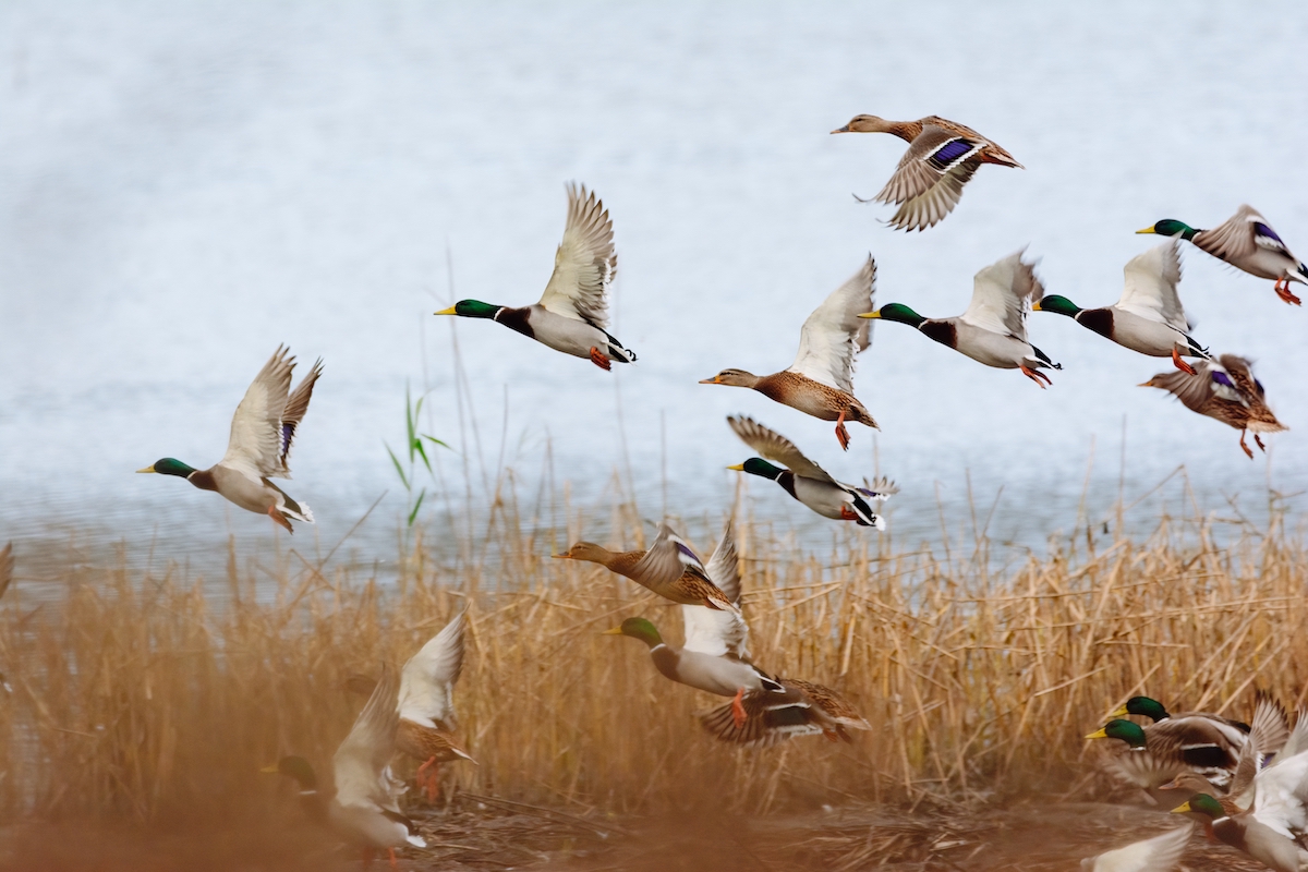 Mallard ducks flying over the lake