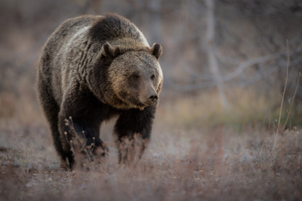 A grizzly bear roams the Grand Teton National Park
