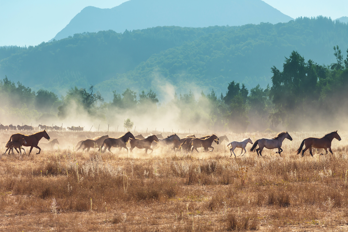 Horses running in a herd