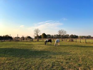 Morning on a horse ranch, with two horses grazing