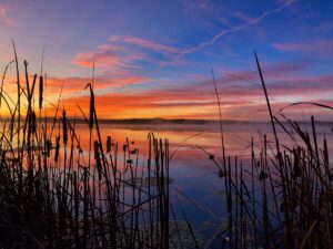 Sunrise over a lake, looking through reeds