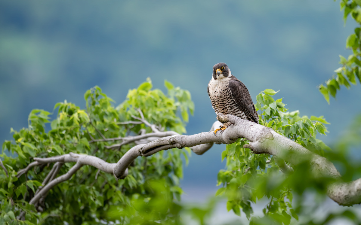 Peregrine falcon resting on a branch