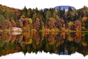 A tree line and its reflection on a lake surface