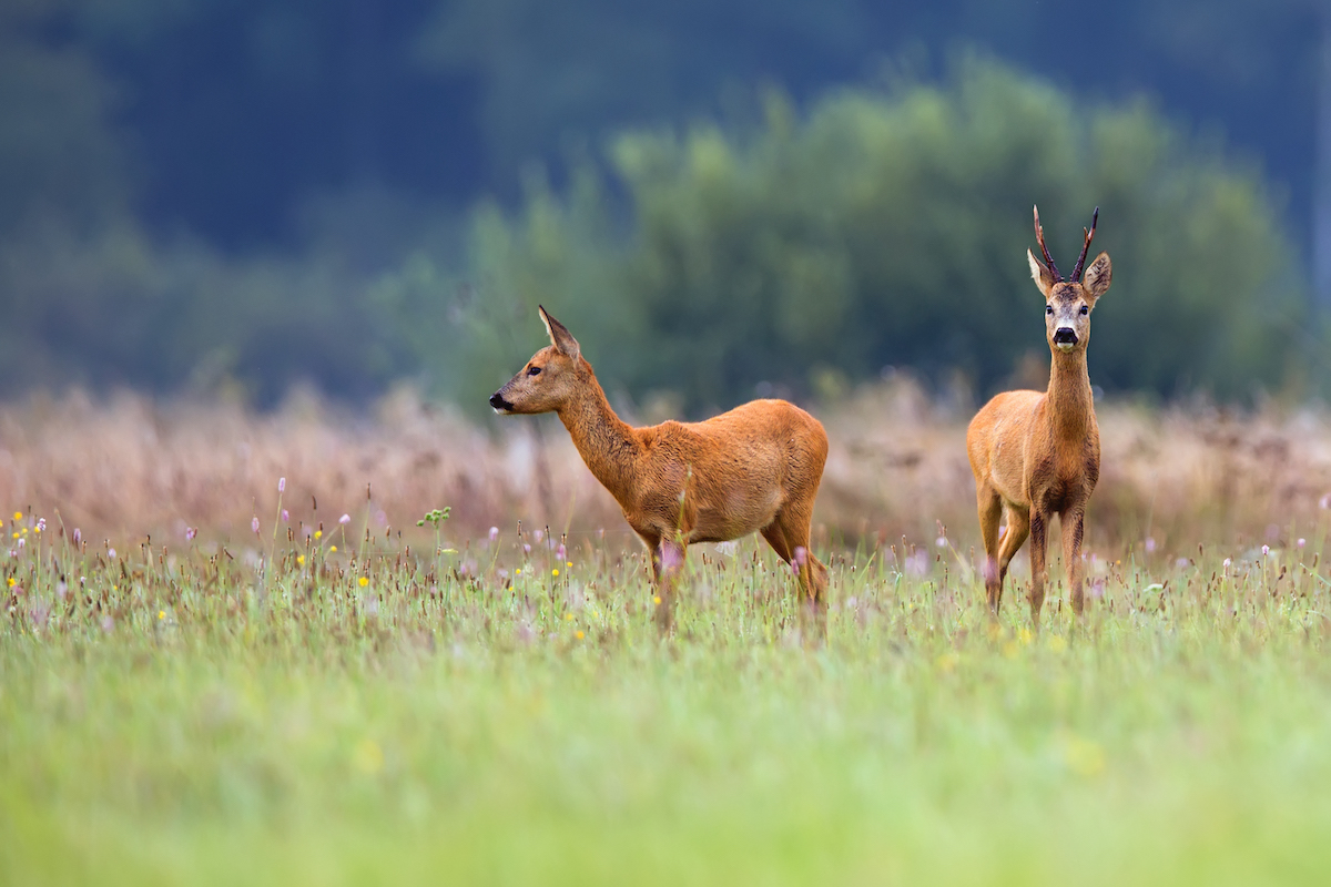 Two alert deer feeding in a green field