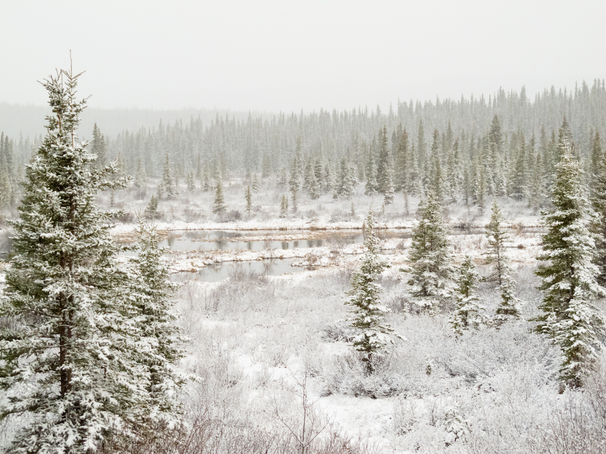 Snow falling boreal forest marshland pond
