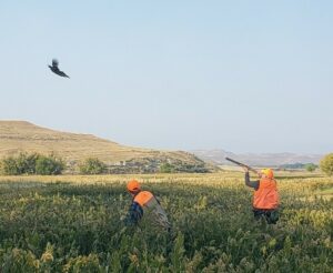 Expert Wingshooting Insights with Renowned ORVIS Endorsed Upland Guide Chad Weber