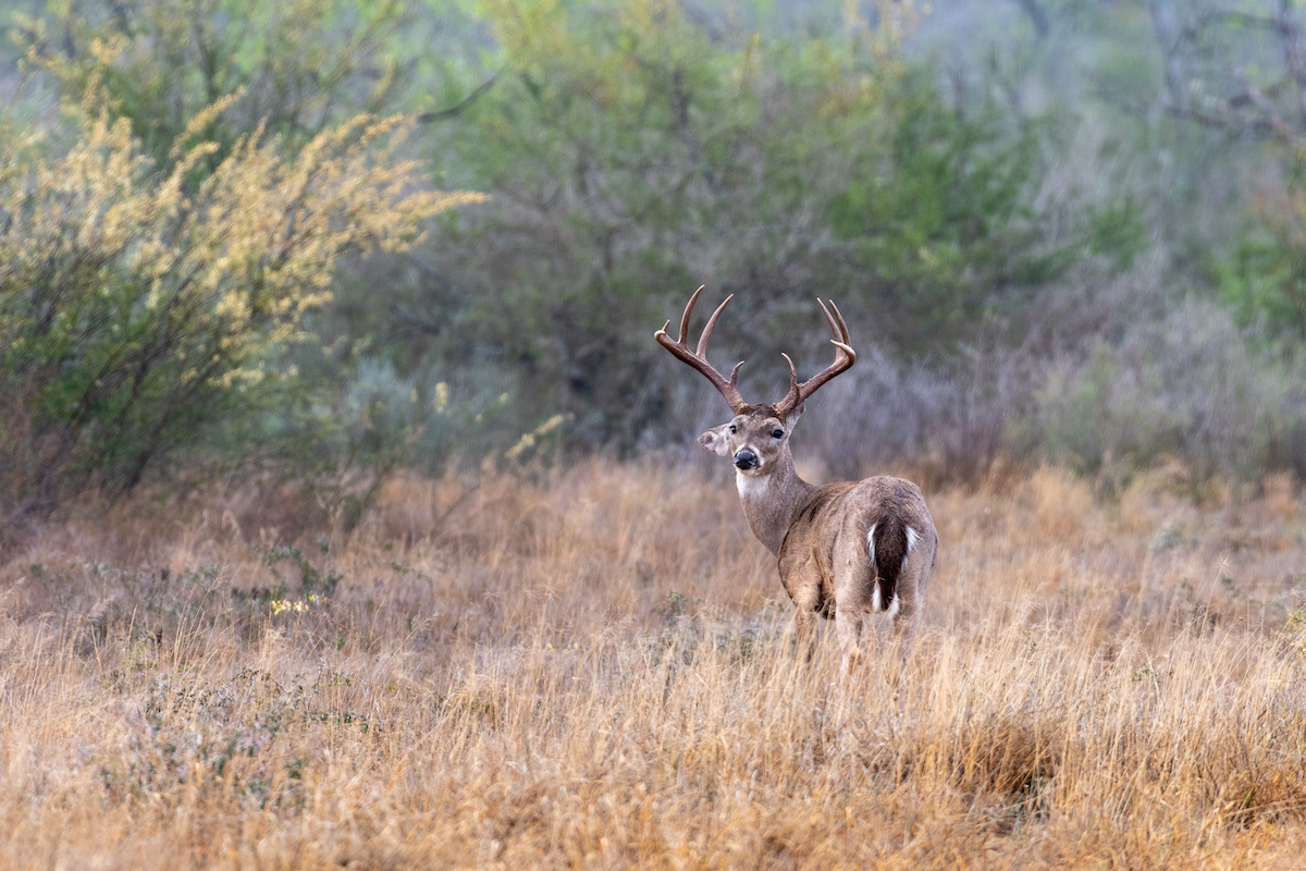 Whitetail deer looks back in a clearing